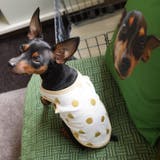 ペット服 タンクトップ 犬 | PlusNao | 詳細画像3 