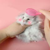 小動物用ブラシ ペット用品 ブラッシング | PlusNao | 詳細画像5 
