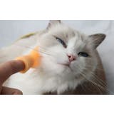猫用おもちゃ ペットおもちゃ ラバートーイ | PlusNao | 詳細画像2