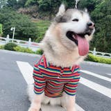 ペットウェア シャツ 中型犬 | PlusNao | 詳細画像17 