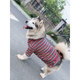 ペットウェア シャツ 中型犬 | PlusNao | 詳細画像2 