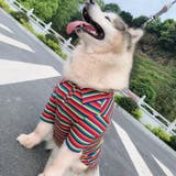 ペットウェア シャツ 中型犬 | PlusNao | 詳細画像3 