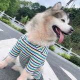 ペットウェア シャツ 中型犬 | PlusNao | 詳細画像6 