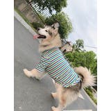 ペットウェア シャツ 中型犬 | PlusNao | 詳細画像7 