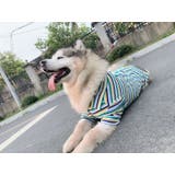 ペットウェア シャツ 中型犬 | PlusNao | 詳細画像8 