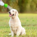 ペット用シャワーキャップ シャワーヘッド ペットボトル取り付け | PlusNao | 詳細画像3 