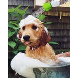 ペット用シャワーキャップ シャワーヘッド ペットボトル取り付け | PlusNao | 詳細画像4 