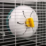ランニングホイール 回し車 小動物用 | PlusNao | 詳細画像4