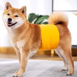 マナーベルト マナーバンド 犬用 | PlusNao | 詳細画像2 