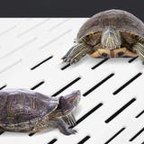 爬虫類用 は虫類用 浮き島 | PlusNao | 詳細画像2