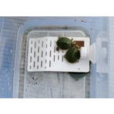 爬虫類用 は虫類用 浮き島 | PlusNao | 詳細画像5