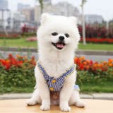 ドッグウェア キャミソールワンピース 犬服 | PlusNao | 詳細画像9 