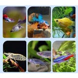 繁殖隔離ケース 産卵ケース 隔離ケース | PlusNao | 詳細画像2