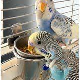 鳥用餌入れ ゲージ用 単品 | PlusNao | 詳細画像2 