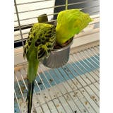 鳥用餌入れ ゲージ用 単品 | PlusNao | 詳細画像3 