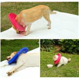 ペット用 犬用 エリザベスカラー | PlusNao | 詳細画像7 