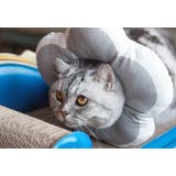 エリザベスカラー 猫 犬 | PlusNao | 詳細画像10