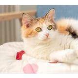 ペットマット ペットベッド 猫 | PlusNao | 詳細画像4