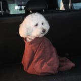 ペット用バスローブ ペット用タオル 小型犬 | PlusNao | 詳細画像3 