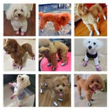 犬用靴 ブーツ ドッグシューズ | PlusNao | 詳細画像14