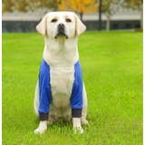 犬用サポーター ペット用 肘 | PlusNao | 詳細画像3 