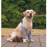 犬用サポーター ペット用 肘 | PlusNao | 詳細画像5 