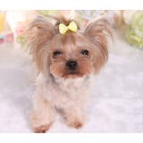 ペット用アクセサリー ヘアアクセ ヘアクリップ | PlusNao | 詳細画像5