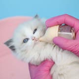 ペット用哺乳瓶 哺乳器 50ml | PlusNao | 詳細画像4