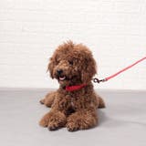 首輪 カラー 光る | PlusNao | 詳細画像2 