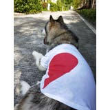 ペット用 犬猫兼用 洋服 | PlusNao | 詳細画像3 