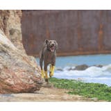 ペット用靴下 レッグウォーマー 4枚セット | PlusNao | 詳細画像4 