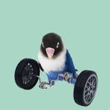 鳥用おもちゃ ペット トリ | PlusNao | 詳細画像3