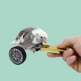 鳥用おもちゃ ペット トリ | PlusNao | 詳細画像4