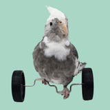 鳥用おもちゃ ペット トリ | PlusNao | 詳細画像5