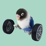 鳥用おもちゃ ペット トリ | PlusNao | 詳細画像6