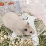 回し車 小動物用 ホイール | PlusNao | 詳細画像6