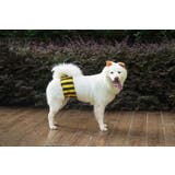 マナーベルト 犬用 3枚セット | PlusNao | 詳細画像11 