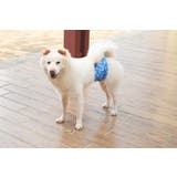 マナーベルト 犬用 3枚セット | PlusNao | 詳細画像7 