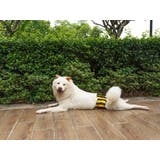 マナーベルト 犬用 3枚セット | PlusNao | 詳細画像9 