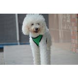 犬用ハーネス 単品 胴輪 | PlusNao | 詳細画像3 