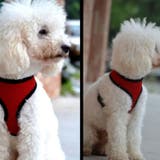 犬用ハーネス 単品 胴輪 | PlusNao | 詳細画像5 