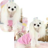 ドッグウェア カットソー Tシャツ | PlusNao | 詳細画像6