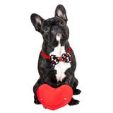 ペット用チョーカー 蝶ネクタイ ボウタイ | PlusNao | 詳細画像3