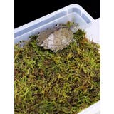 飼育ケース プラスチックケース プラケース | PlusNao | 詳細画像4 