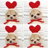 ペットウェア コスチューム 小型犬 | PlusNao | 詳細画像4 