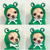 ペットウェア コスチューム 小型犬 | PlusNao | 詳細画像6 