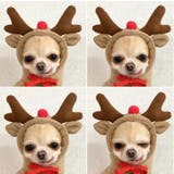 ペットウェア コスチューム 小型犬 | PlusNao | 詳細画像7 