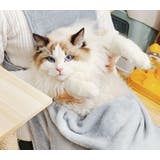 抱っこ用エプロン 猫 小型犬 | PlusNao | 詳細画像2