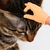 猫用おもちゃ ペット用おもちゃ ねこ | PlusNao | 詳細画像6 