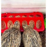 鳥用餌入れ エサ入れ バードフィーダー | PlusNao | 詳細画像4